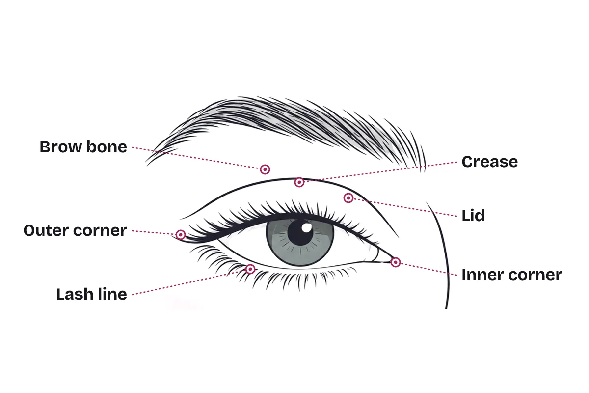 Close-up line drawing of an eye with labeled pointers: brow bone, crease, lid, outer corner, inner corner and lash line.