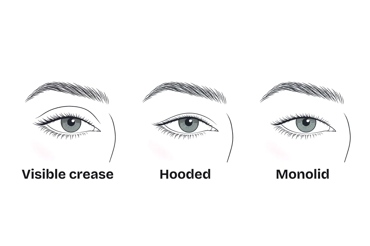 Three eyes side by side, labeled: visible crease, with lid space between the lashes and the crease; hooded, with a fold covering the crease; and monolid, with no crease.