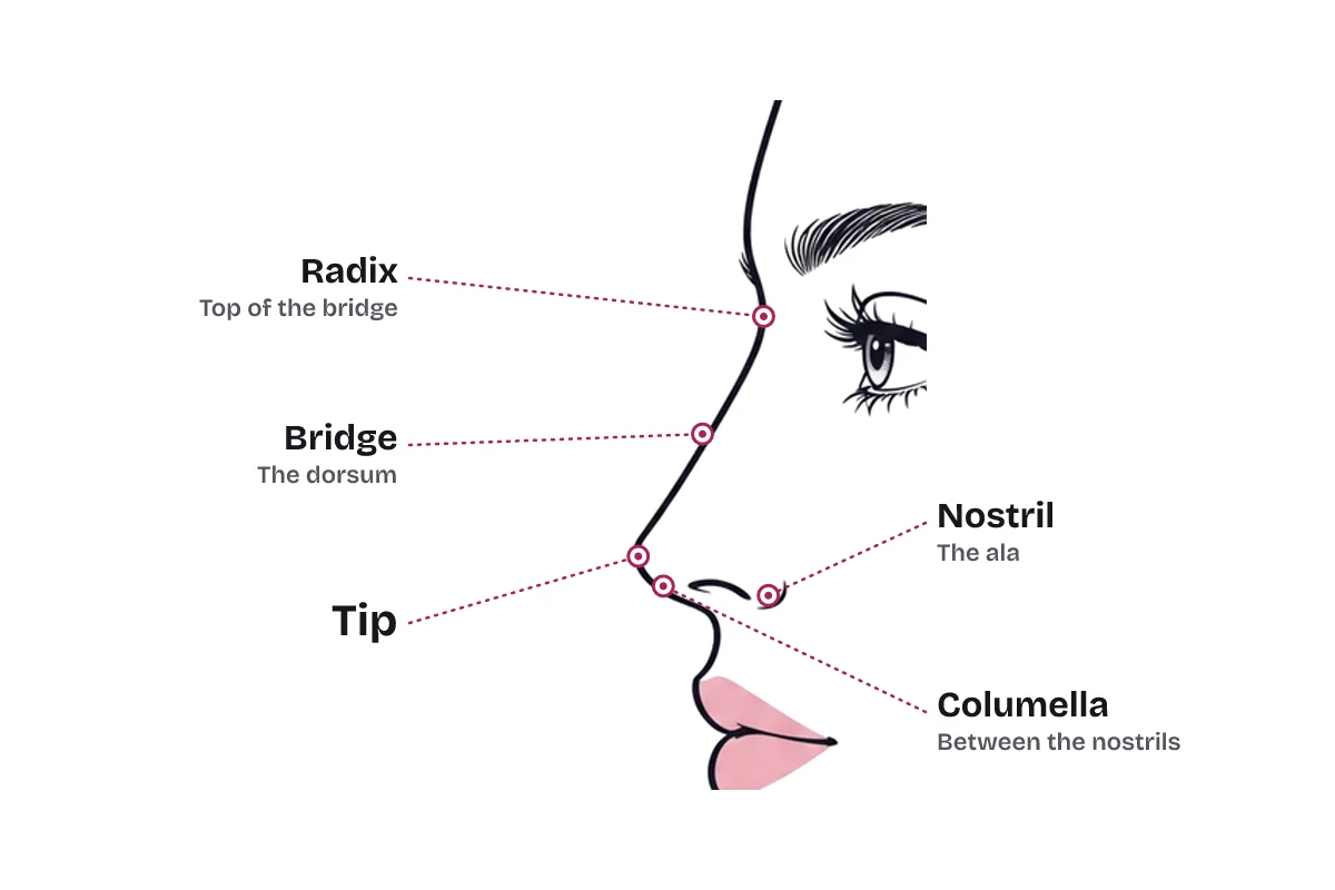 Close-up side profile of a nose with labeled pointers: radix, the top of the bridge; bridge, the dorsum; tip; columella, between the nostrils; and nostril, the ala.